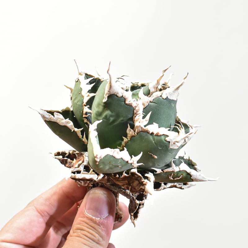 アガベ チタノタ 