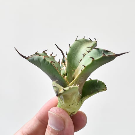 CATEGORY チタノタ フクロウ | RAFLUM / ラフラム｜東京、大阪の塊根