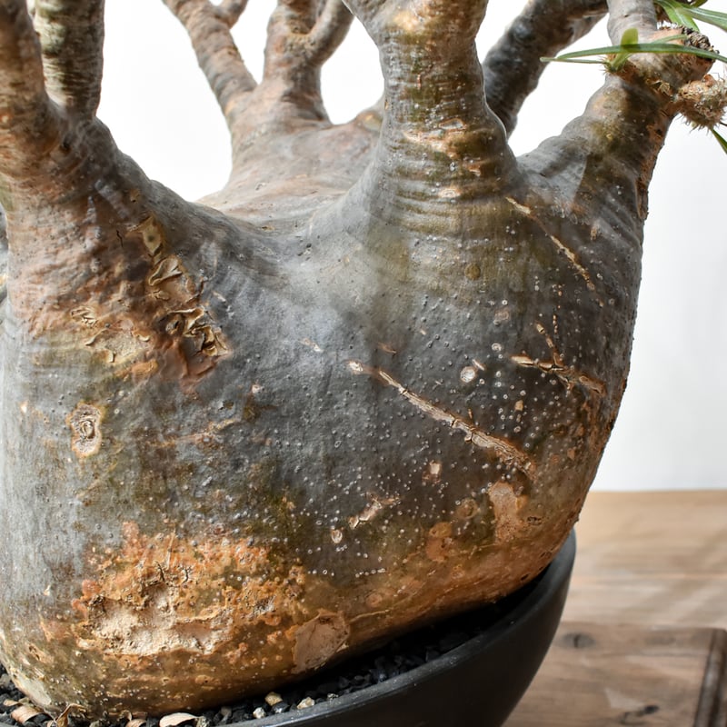 RAFLUMコレクション】パキポディウム グラキリス 