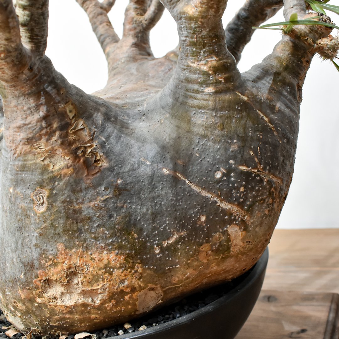 RAFLUMコレクション】パキポディウム グラキリス 