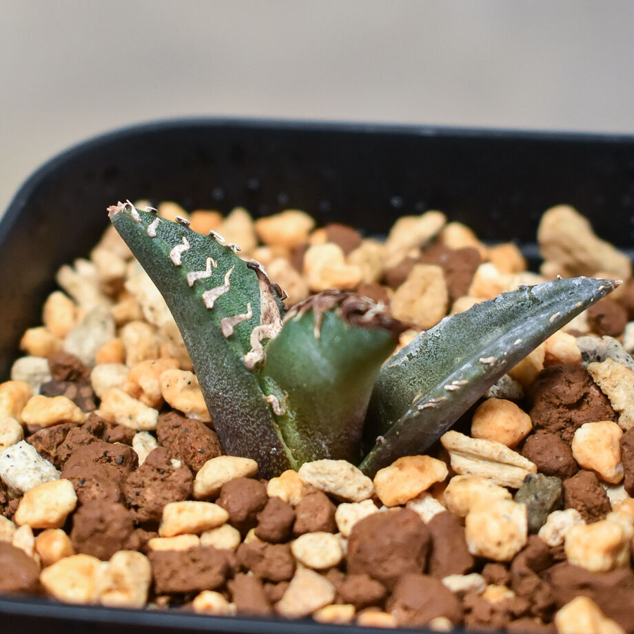 アガベ チタノタ シーザー 球形 美株 【C52101】 Agave Titanota