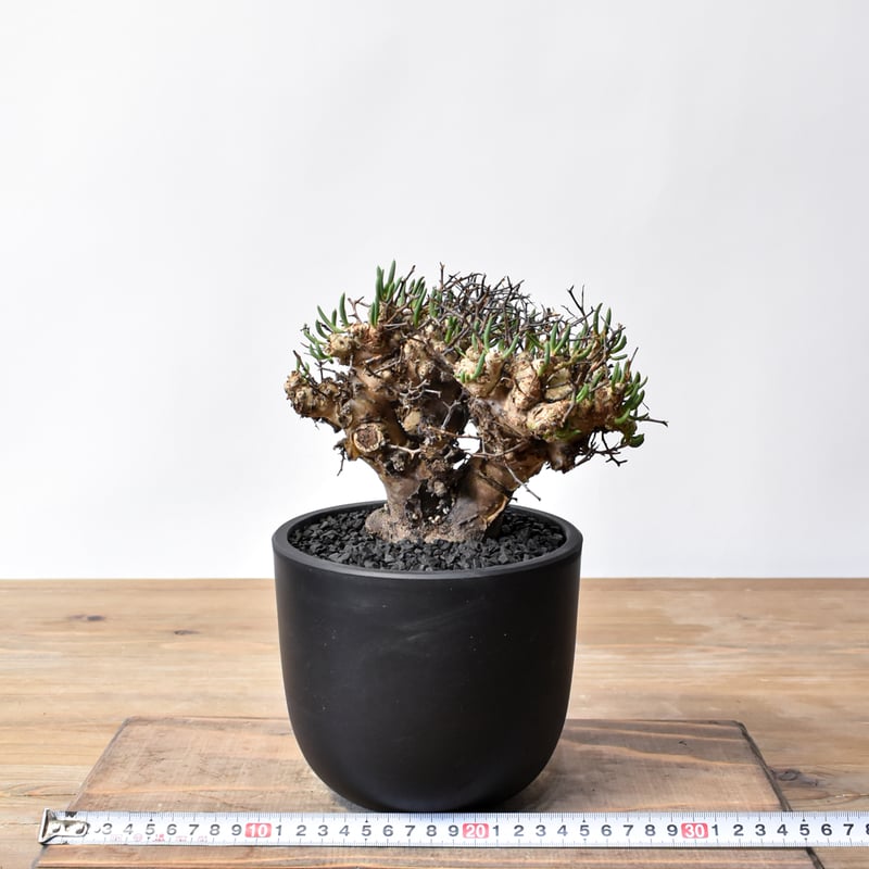 万物想 チレコドン・レティキュラーツス 現地球 塊根植物】 万物想