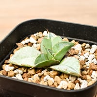 アガベ チタノタ "貔貅"【台湾 dragon agave産/TC子株/】DG2402066