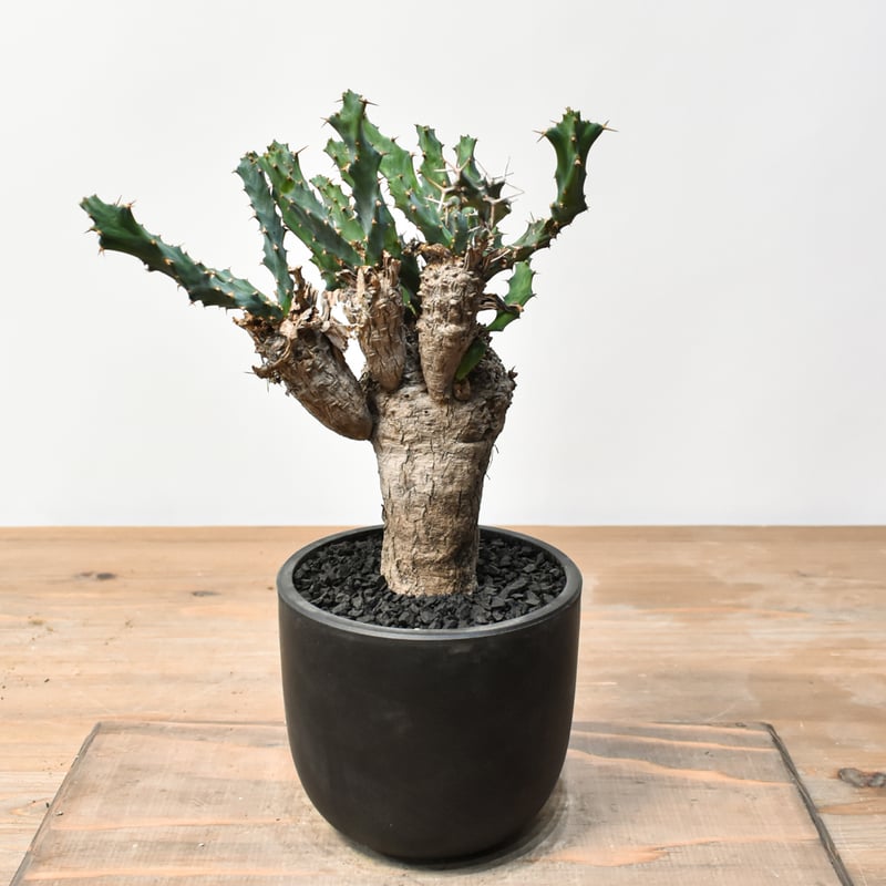 ユーフォルビア クラビゲラ 