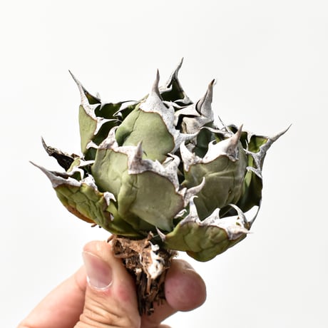 アガベチタノタ姫厳龍 | STORES