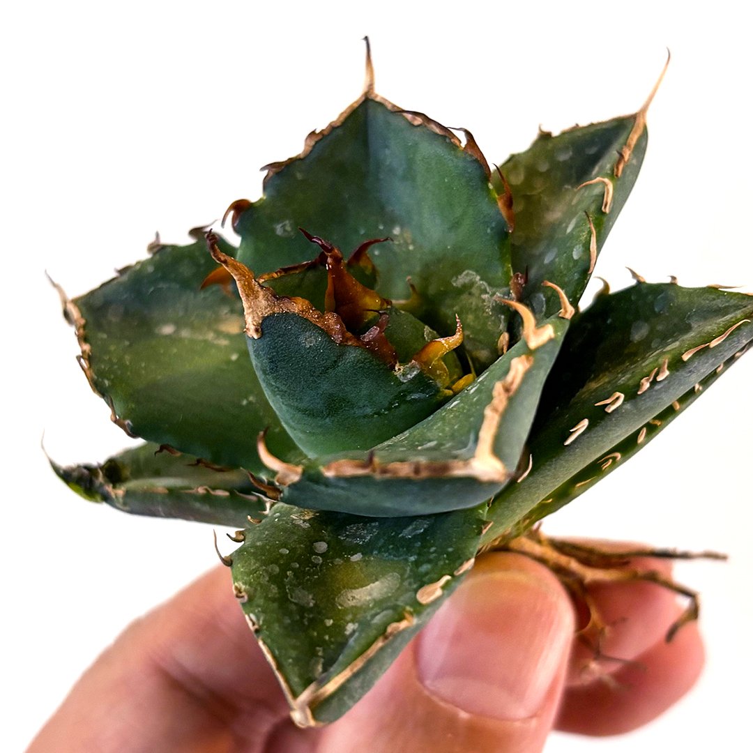 アガベ チタノタ ハデス / 黒帝斯、恐竜牙歯 【台湾 dragon agave産/TC