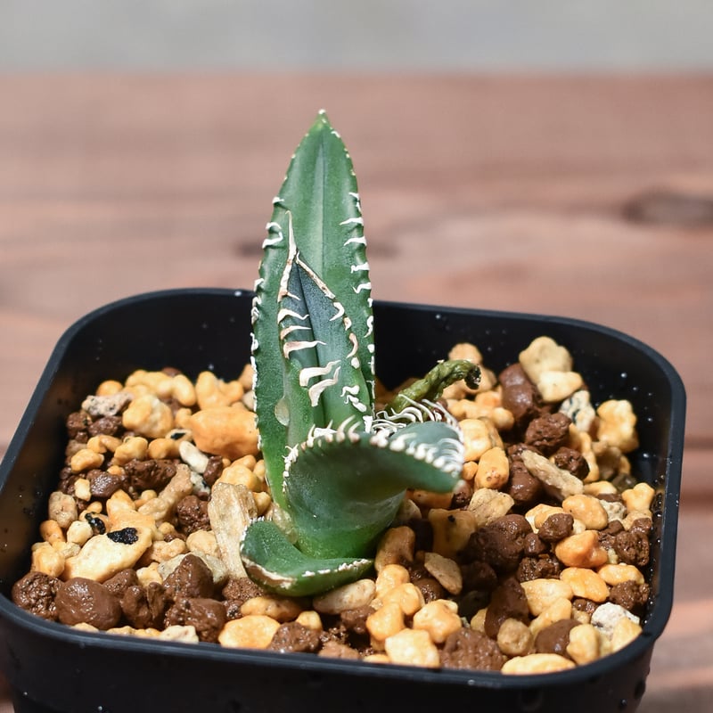 激レア高級品種】アガベ チタノタ 南アフリカダイヤモンド AGAVE 激レア高級品種】アガベ チタノタ 南アフリカダイヤモンド AGAVE