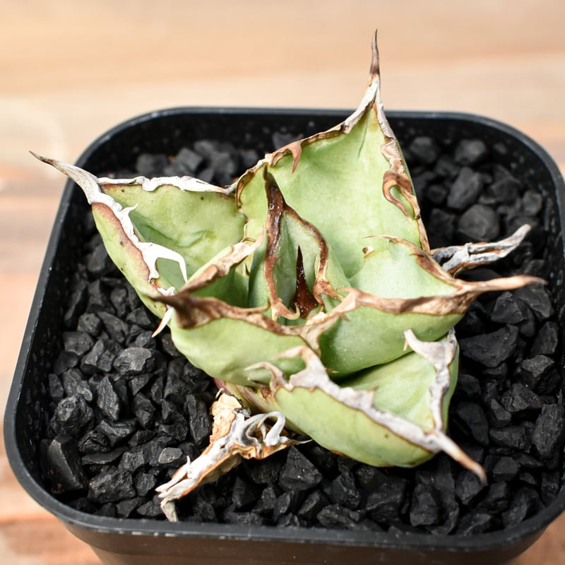 RAFLUM育成株】アガベ チタノタ 