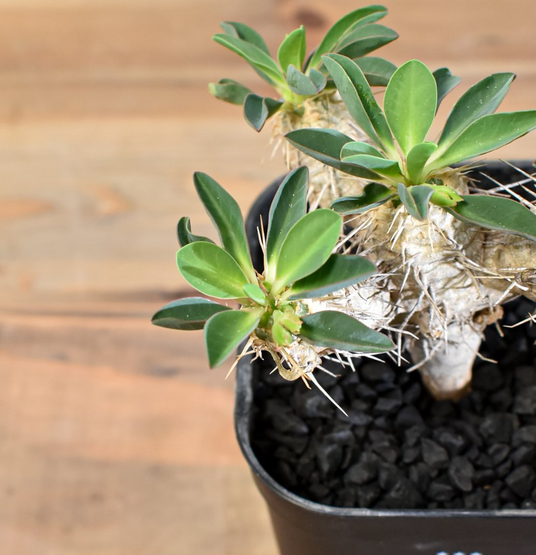 ユーフォルビア・ギラウミニアナ 【実生】RFHK25011167 | RAFLUM / ラフ