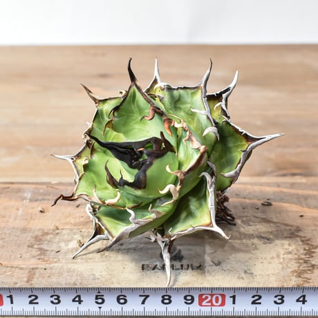 アガベ チタノタ "精品ハデス" / 精品黒帝斯、精品恐竜牙歯 【台湾 dragon agave産/中株/抜き苗】A77