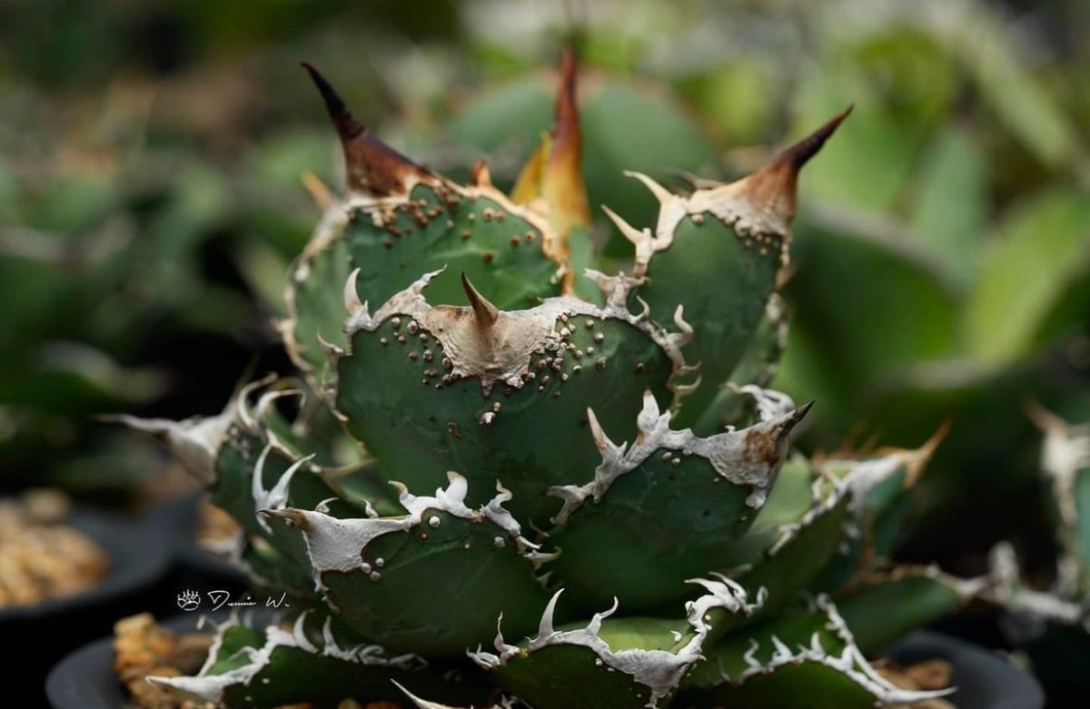 2時間限定　本日限定　蚩尤 チタノタぶつぶつ　アガベ ぶつぶつフェア【鉢ごと発送】選抜アガベチタノタ蚩尤TC 福建ぶつぶつ