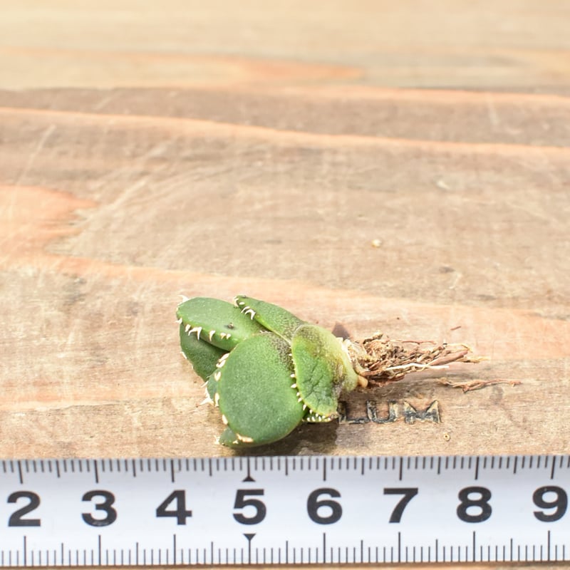 アガベ チタノタ 