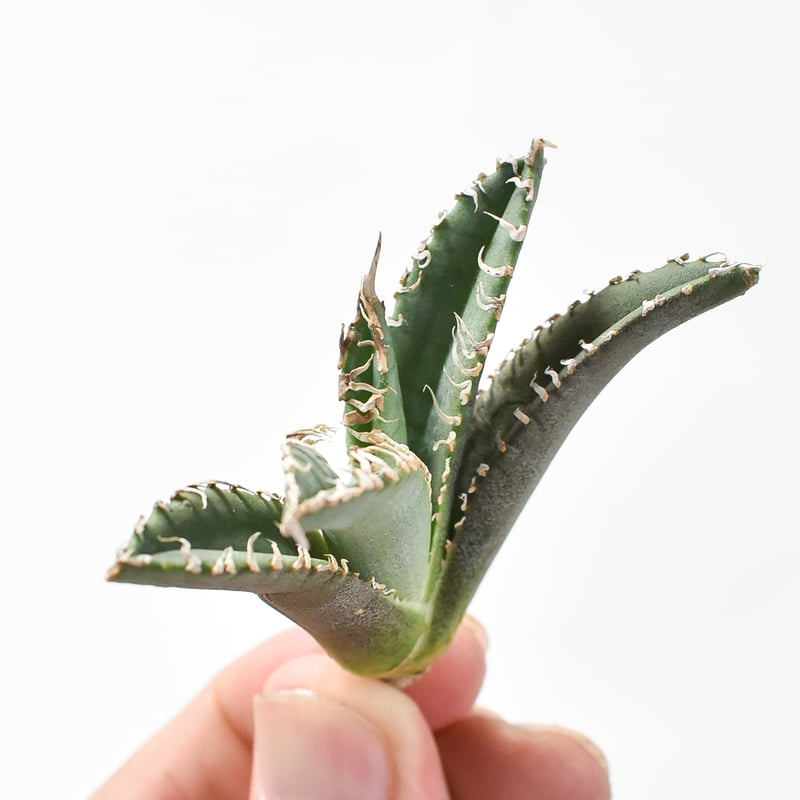 【激レア株】 N plants産 アガベチタノタ\"ゴジラ\" GODZILLA Agave Titanota 
