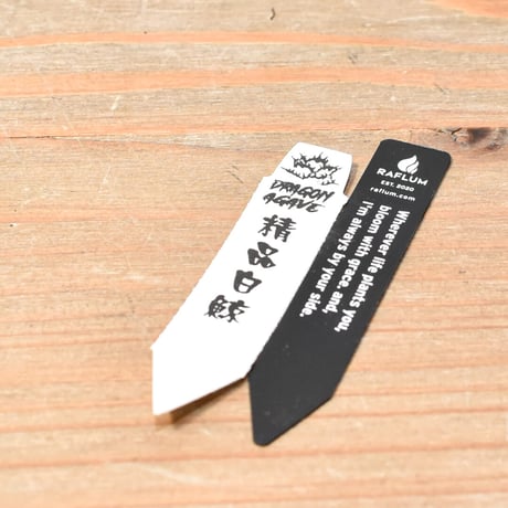 アガベ チタノタ “精品白鯨” 【台湾 dragon agave産/抜き苗/中株】RF25012187