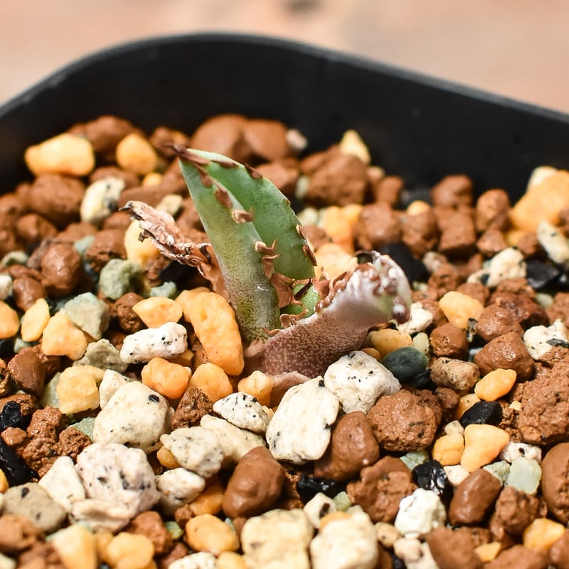 アガベチタノタfo076 ドワーフ子株発根済み