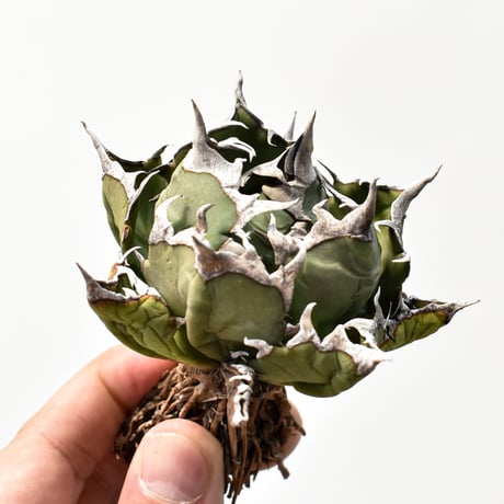 アガベ姫厳龍 | STORES