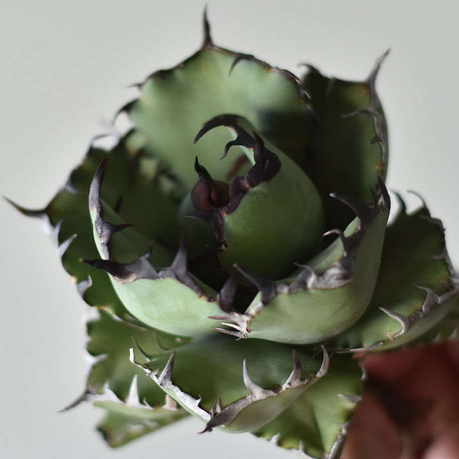 アガベ　チタノタ　黒鯨錦 アガベ チタノタ 黒鯨 | GREEN LUCK