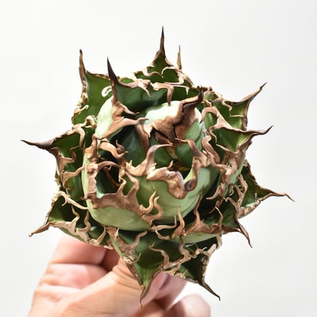 【5CLAW】アガベ チタノタ シーザー / 精品凱撒 【台湾 dragon agave産/中株/抜き苗】DG25010525