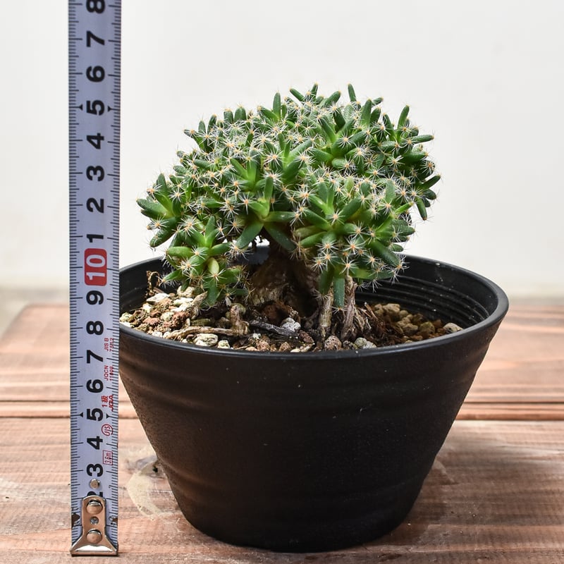 トリコディアデマ デンサム 