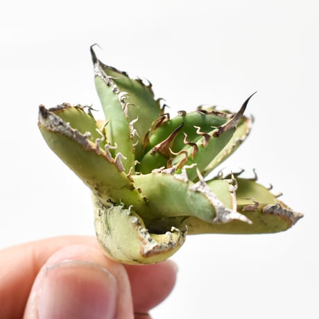 初出し 希少株 アガベ ハイブリッド チタノタ × ホリダ '水の通り道' 子株 初出し 希少株 アガベ ハイブリッド チタノタ × ホリダ ´水の