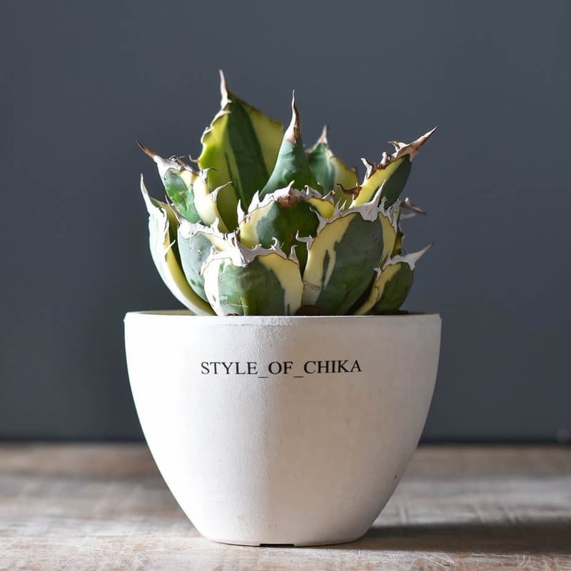 アガベ チタノタ スナグルトゥース 13 アガベ チタノタ スナグルトゥース【超大人気スナグル！当店在庫