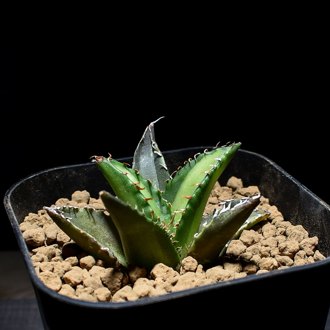 アガベ　チタノタ　老白鯨親株ごと　おまけ付き アガベ チタノタ おまけ付き (チタノタ 白鯨 多肉植物)