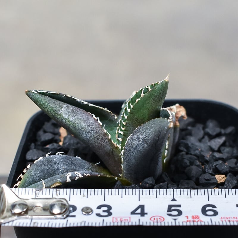 アガベ　チタノタ　イタリア産　　　　　　　　　発根済み！ AGAVE