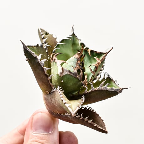 【RAFLUM特選株】アガベ チタノタ "レッドキャットウィーズル" / 赤猫 , 紅猫  【台湾産/抜き苗/子株】DG2400900