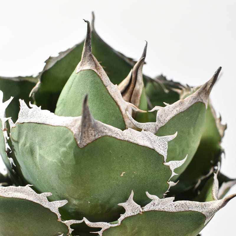 アガベ チタノタ 