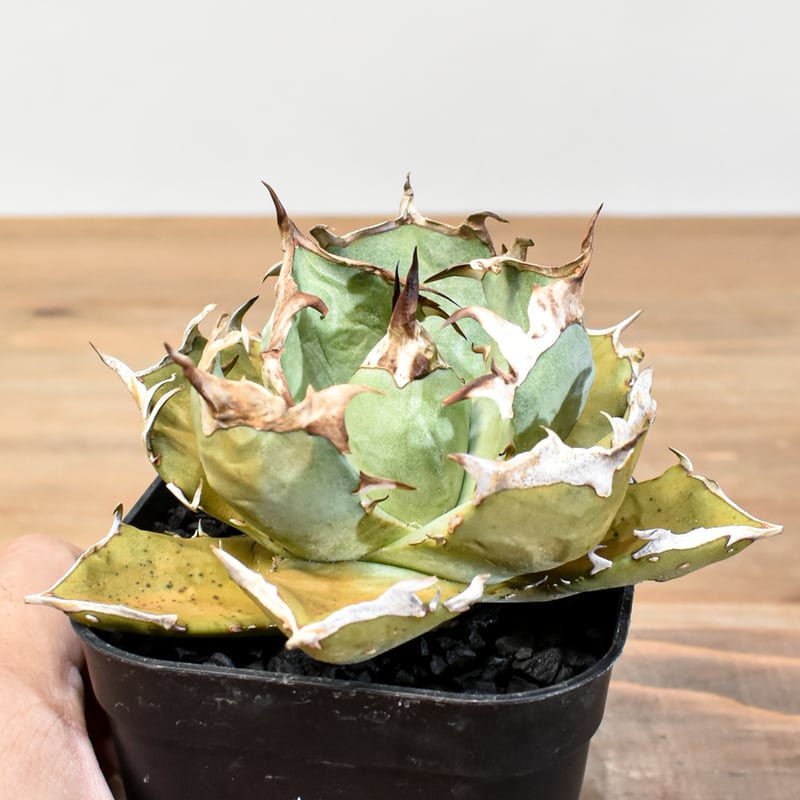 アガベ チタノタ 