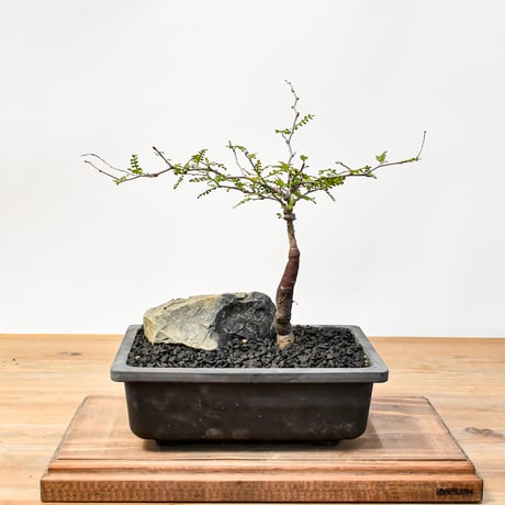 Ｒ*n様 【期間限定セール】オペルクリア・パキプス（現地株、発根済み） 人気の手乗り株』オペルクリカリア パキプス たけろうポット