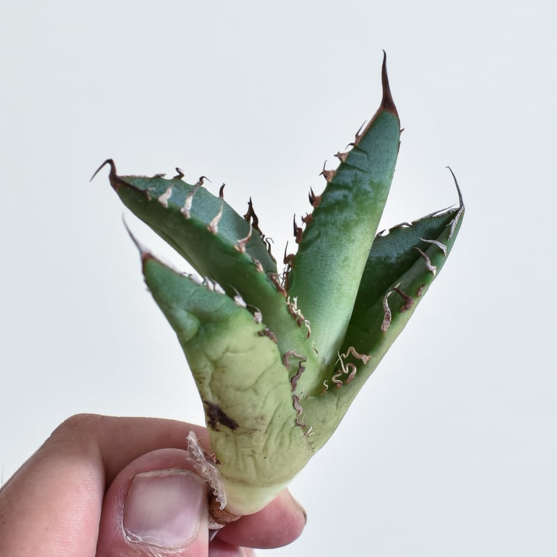 アガベ チタノタ 