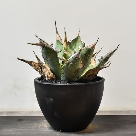 CATEGORY オアハカ オテロイ(オアハカ産) | RAFLUM / ラフラム