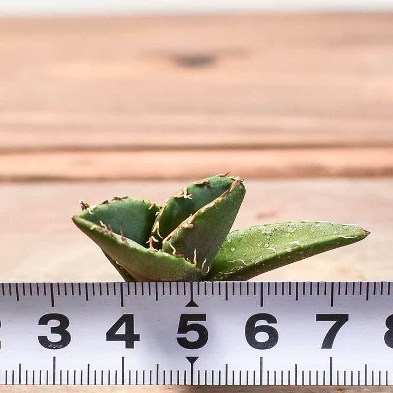 アガべ チタノタ 