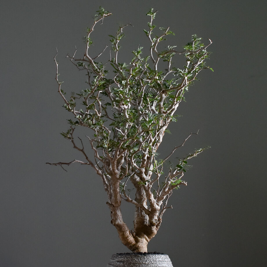 センナ メリディオナリス 中型株【市場価値も高騰中！！盆栽の