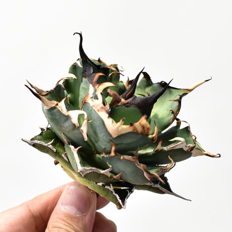 チタノタハデス | STORES