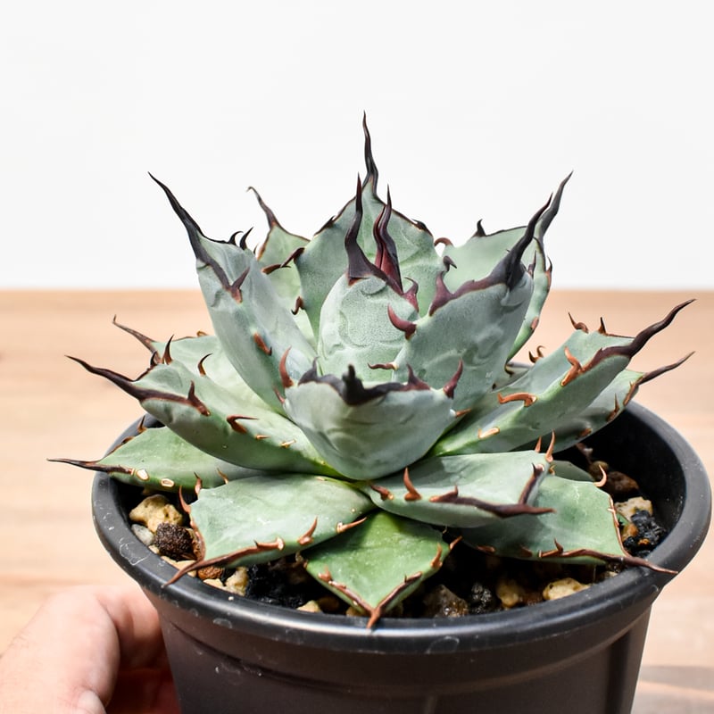 アガベ ハイブリット 象牙妖炎×黑帝斯 / エボリスピナ×ハデス 