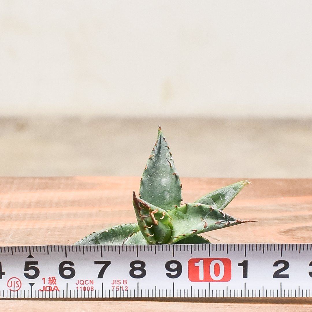 Agave エボリスピナ × BB hybrid ② ブラックアンドブルー アガベ 妖炎