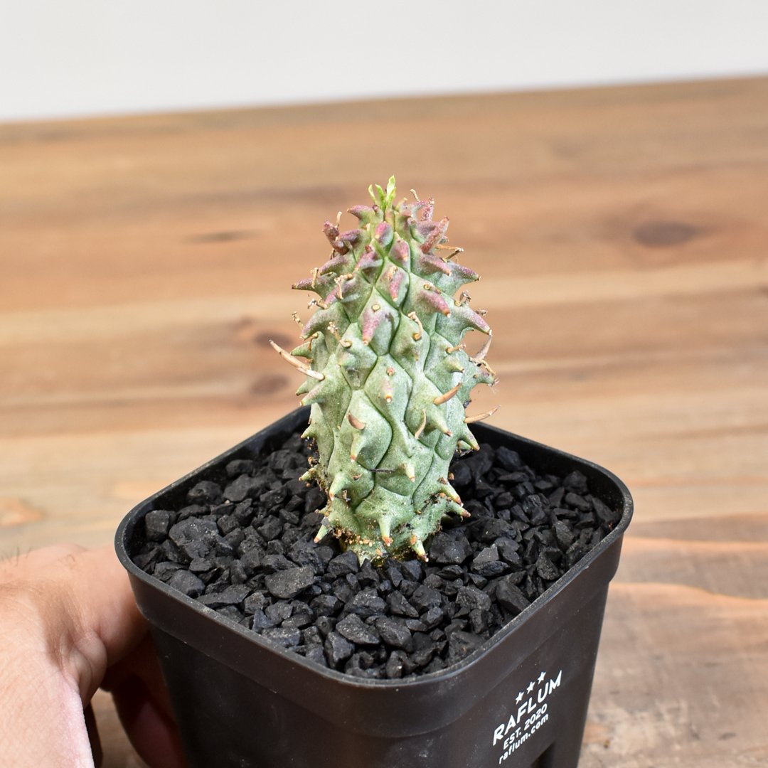 スコエンランディ　闘牛角　実生 ユーフォルビア スコエンランディ 