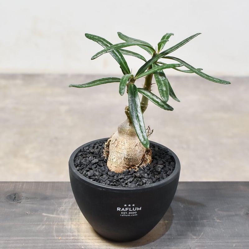 パキポディウム☆ビスピノーサム現地球・発根済 パキポディウム ビスピノーサム 【現地球/発根済み】HK2401316