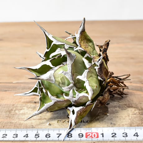 アガベ チタノタ "精品ハデス" / 精品黒帝斯、精品恐竜牙歯 【台湾 dragon agave産/中株/抜き苗】RF25011695