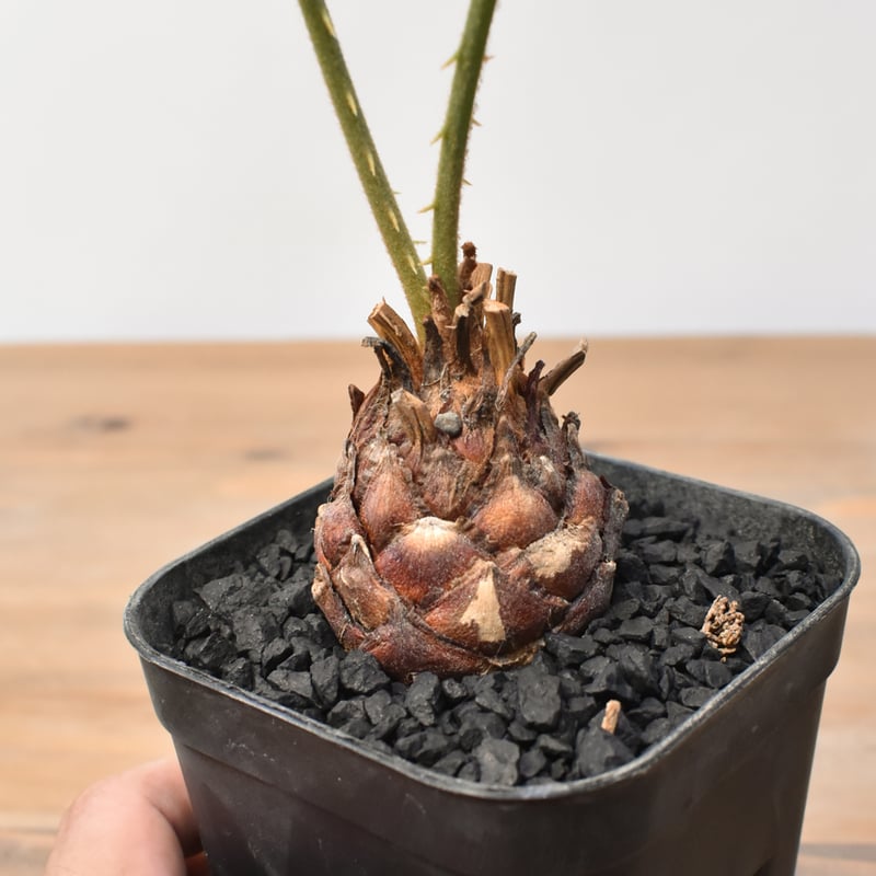 サイカス　カイルンシアナ サイカス カイルンシアナ 【実生】RF25011360 | RAFLUM / ラフラム