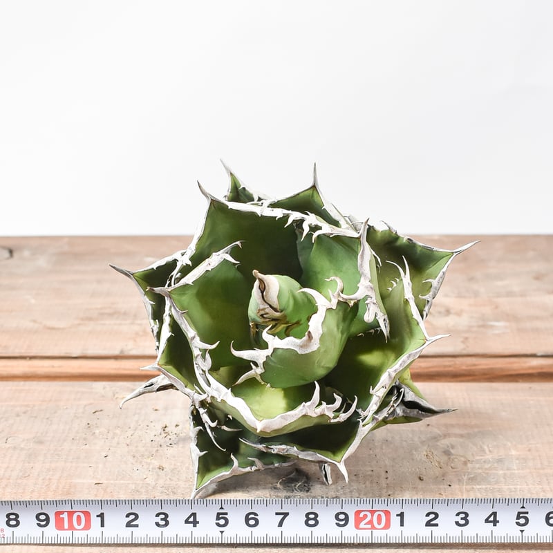 アガベ チタノタ 