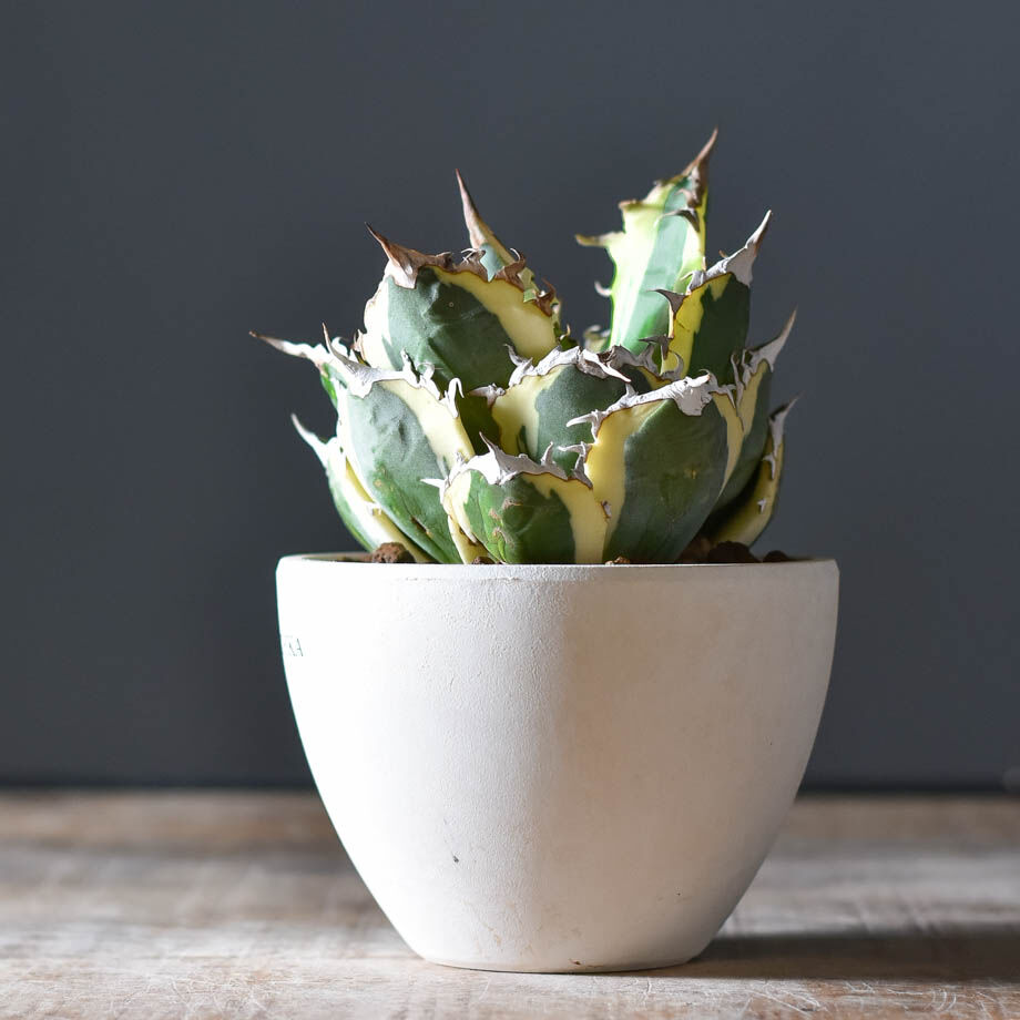 アガベ チタノタ スナグルトゥース【超大人気スナグル！当店在庫ラスト