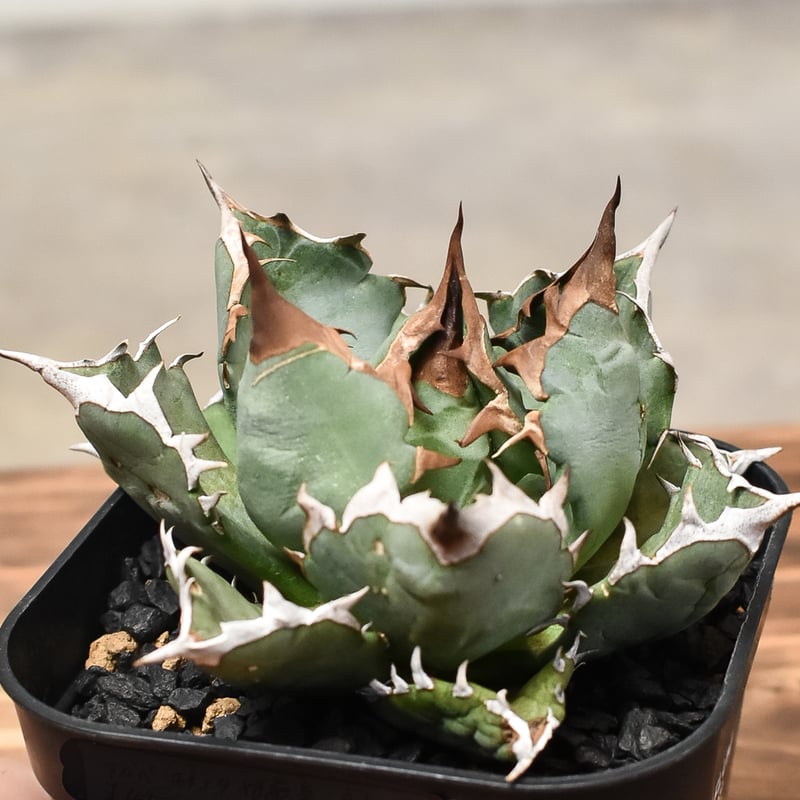 ブ*リ様 20アガベ　チタノタ　オテロイ　シーザー　ボールタイプ種優良血統 アガベ チタノタ ドワーフ ボールタイプ “姫厳竜” （発根済み