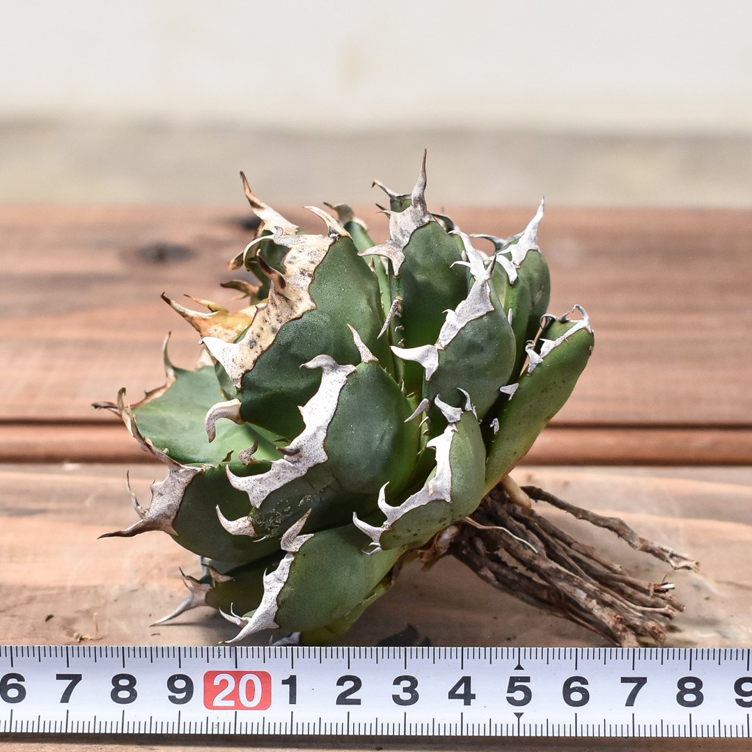 アガベ　鬼爪中株　アガベ　ピカチュウ アガベ チタノタ ピカチュウ 鬼爪 雪峰 | フラワーショップ潤