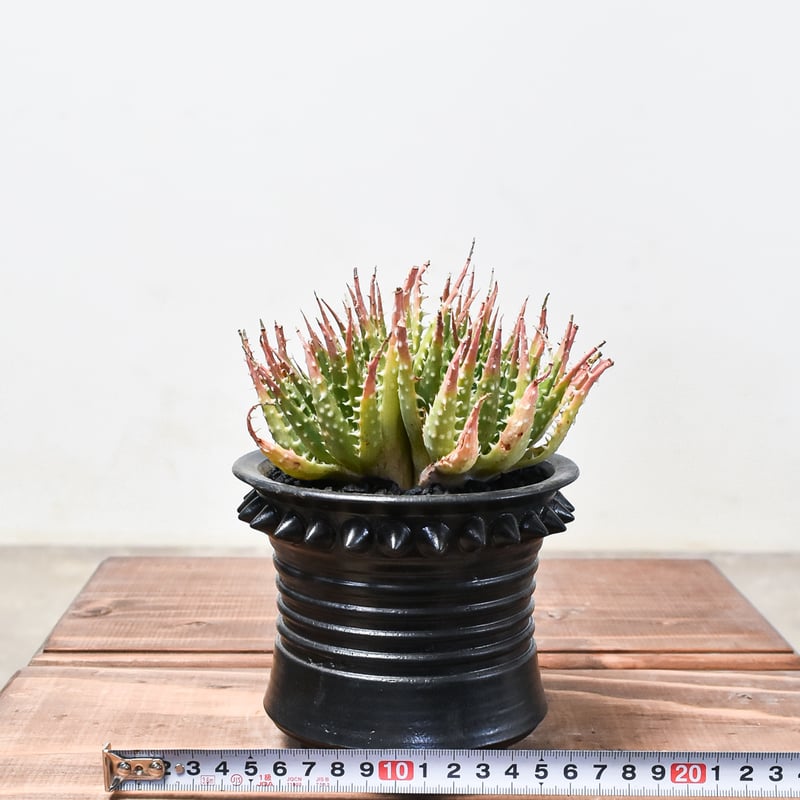 ハエマンソイデス ブーファン 特大現地球 発根済み ブーファン