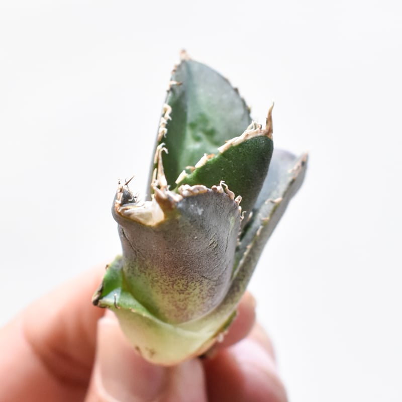 レア品種】アガベ チタノタ 