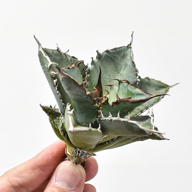 アガベ　実生の子株 アガベ・チタノタ／オテロイ実生、成長記録②(Agave Titanota