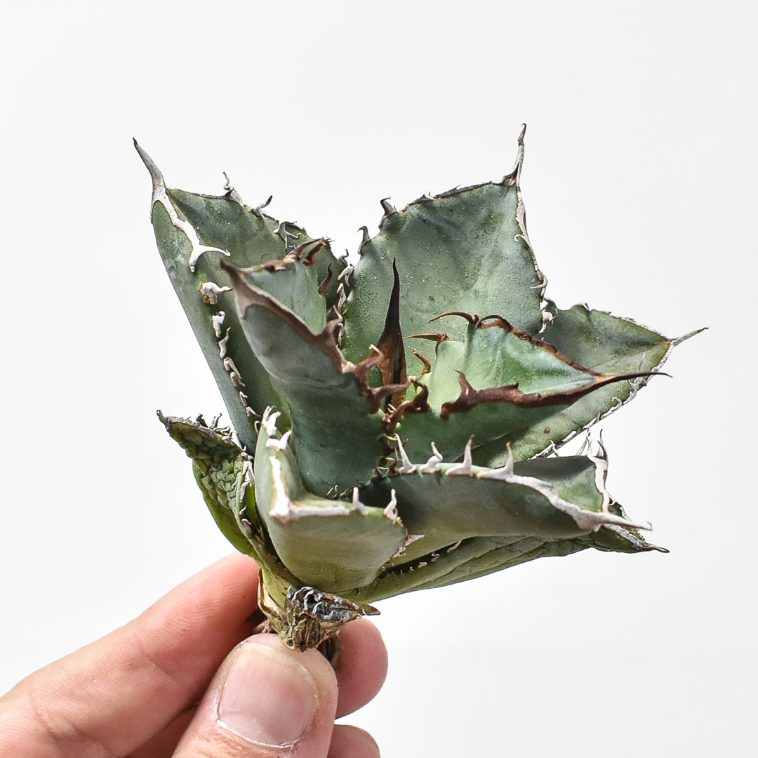 ドラゴンアガベ　実生選抜 ドラゴンアガベ 実生選抜 6月1日(土)20:00~】台湾dragon agaveが